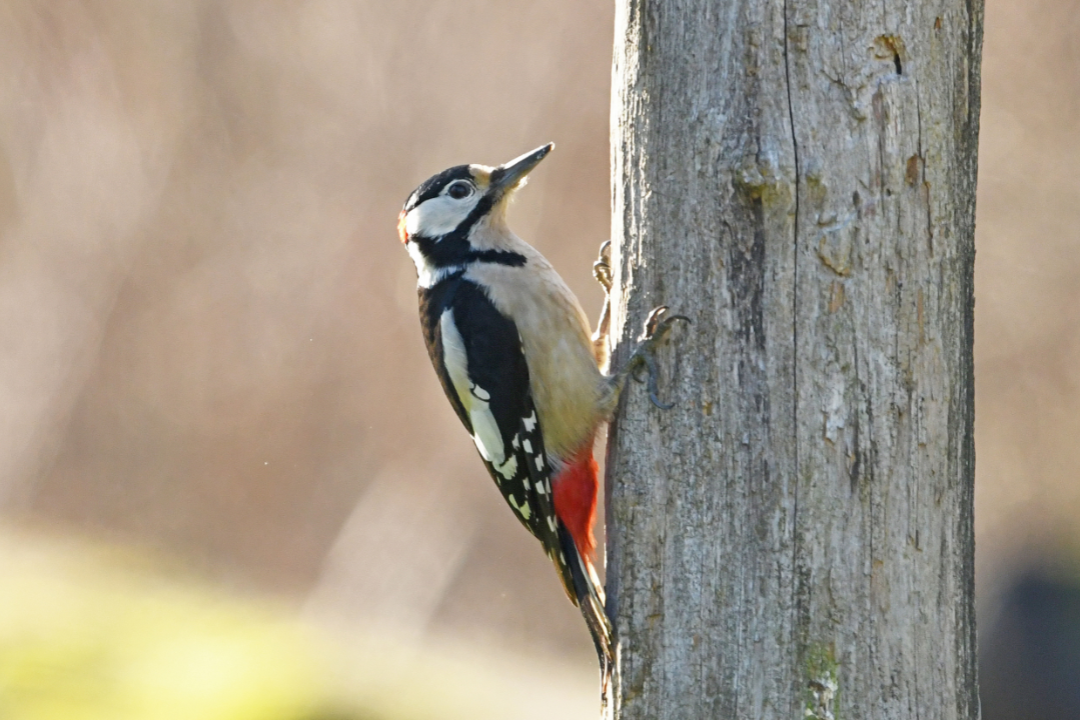 Groupe Local Louveciennes & alentours